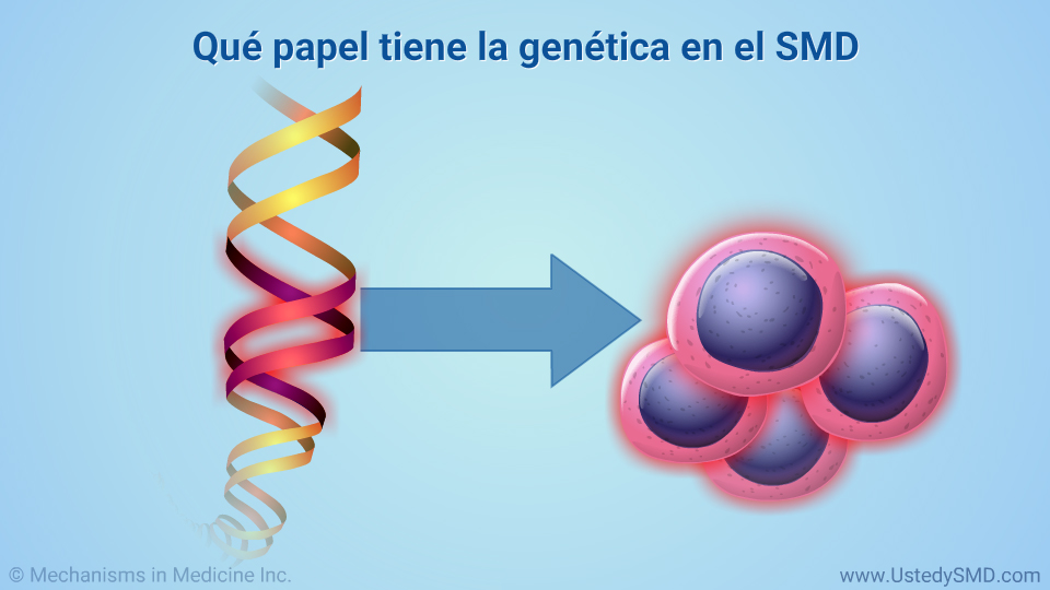 Qué papel tiene la genética en el SMD