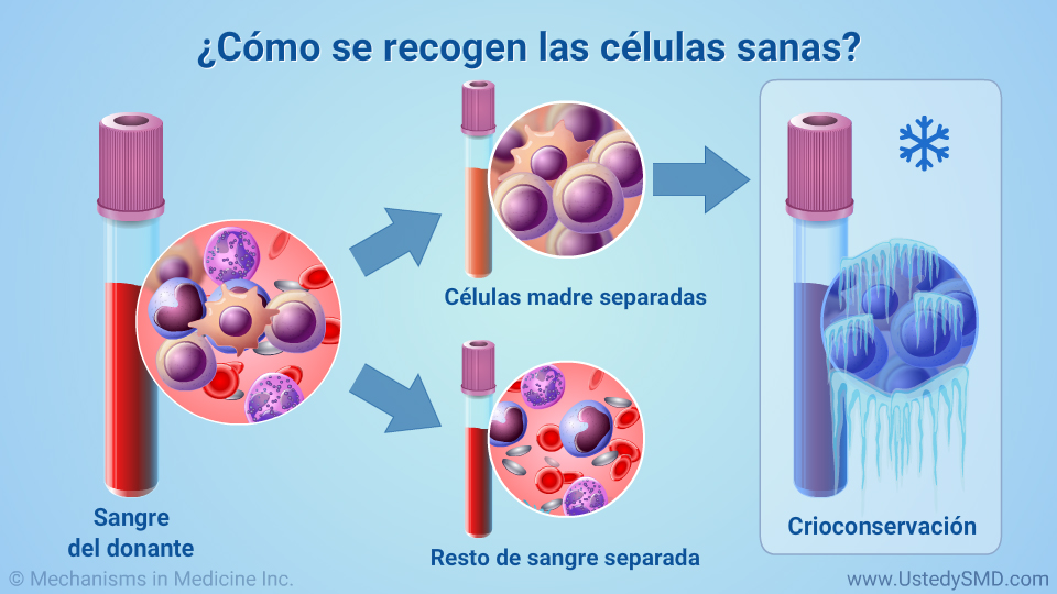 ¿Cómo se recogen las células sanas?